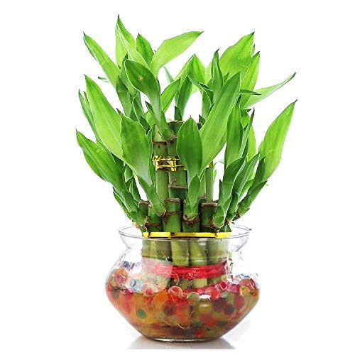 2 Layer Lucky Bamboo Plant By Baker's Wagon