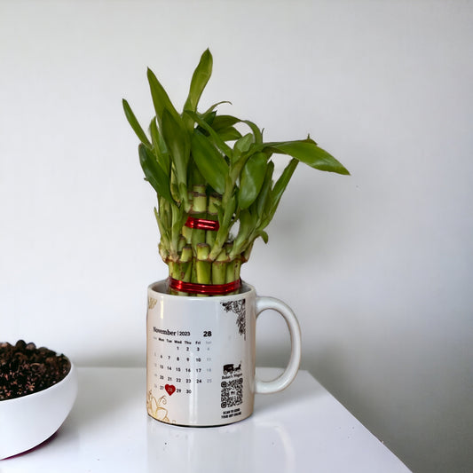 Buy or send Lucky Bamboo in white mug online with delivery from Bakers WAgon